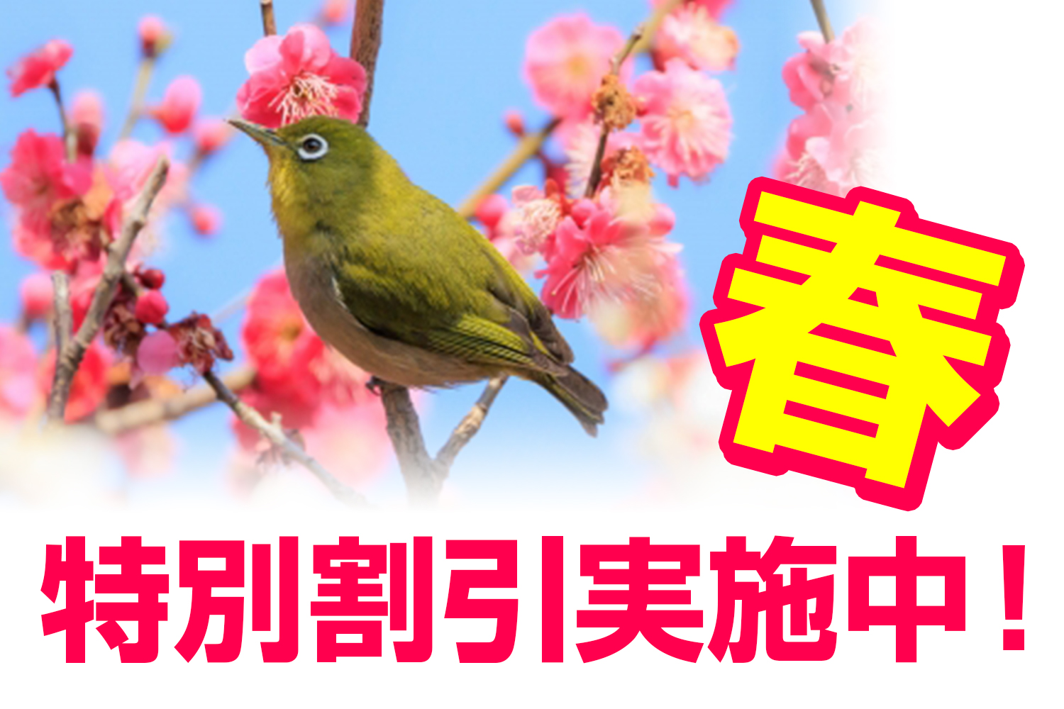 春の特別割引実施中(高校生)